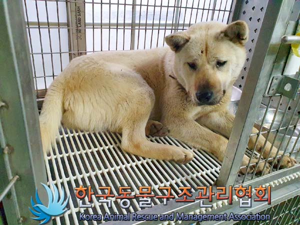 한국동물구조관리협회_441406202400191